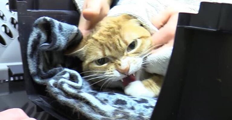 Angry Cats Who Hate the Vet – We Love Cats and Kittens