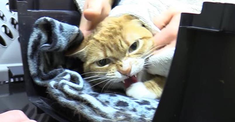Angry Cats Who Hate the Vet – We Love Cats and Kittens