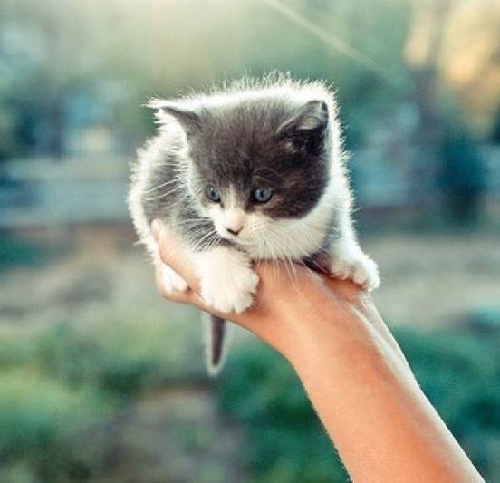 Awwwww……. what a delightful