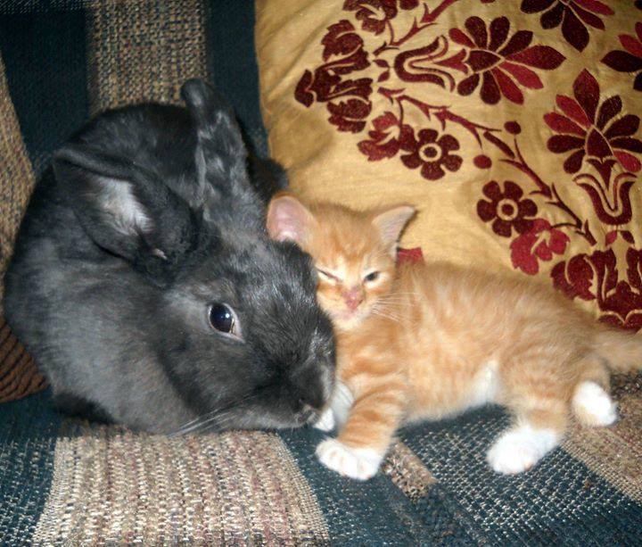 Awwwwww! Awesome and his BFF !