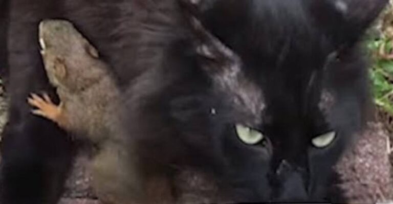 Baby Squirrel Is Obsessed With This Cat – We Love Cats and Kittens