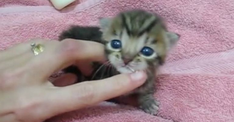 Baby Ziggy Meows for the First Time and She Sounds Like a Duck! - We Love Cats and Kittens