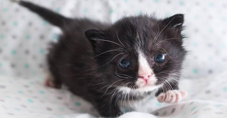Badger, the Hot Mess Kitten! – We Love Cats and Kittens