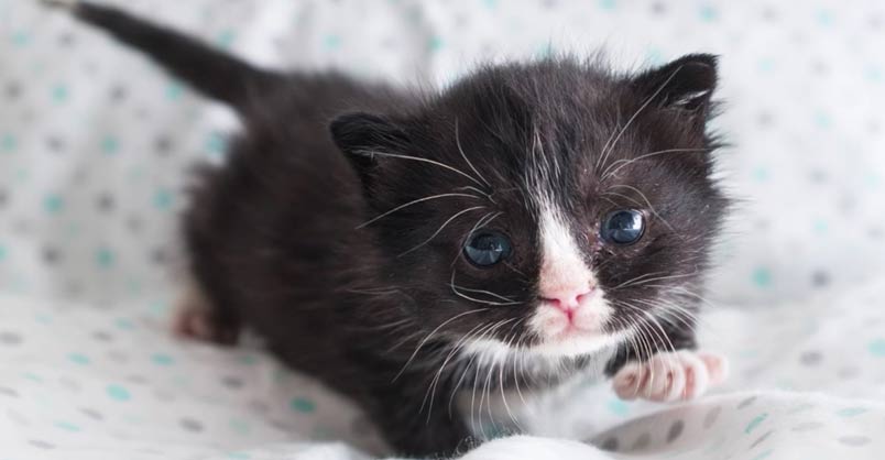 Badger, the Hot Mess Kitten! – We Love Cats and Kittens