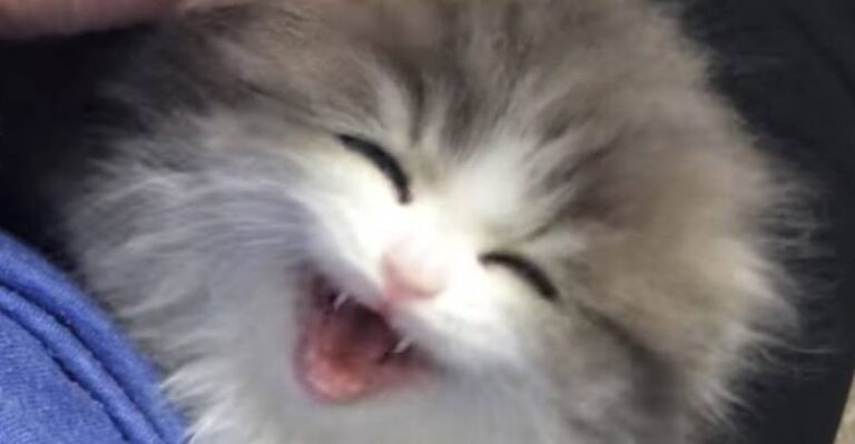 Beautiful Fluffy Kitten Has the Tiniest of Squeaks !