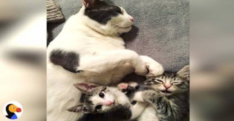 Best Cat Dad Helps Feral Kitten Get Adopted – We Love Cats and Kittens