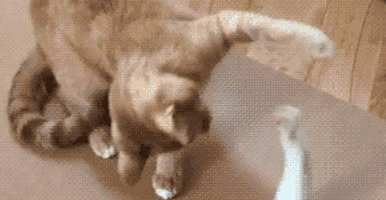 Best Cat Gifs of the Week – We Love Cats and Kittens