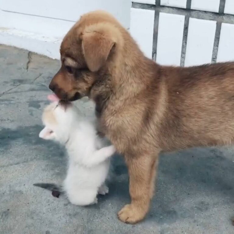 Best friends. Join our group: Happy Cats