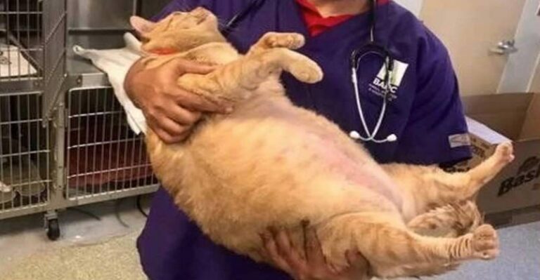 Big Kitty is Up for Adoption and is 35 Pounds of Adorable – We Love