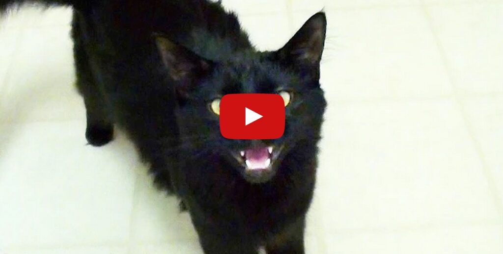 Black Cats Rule!