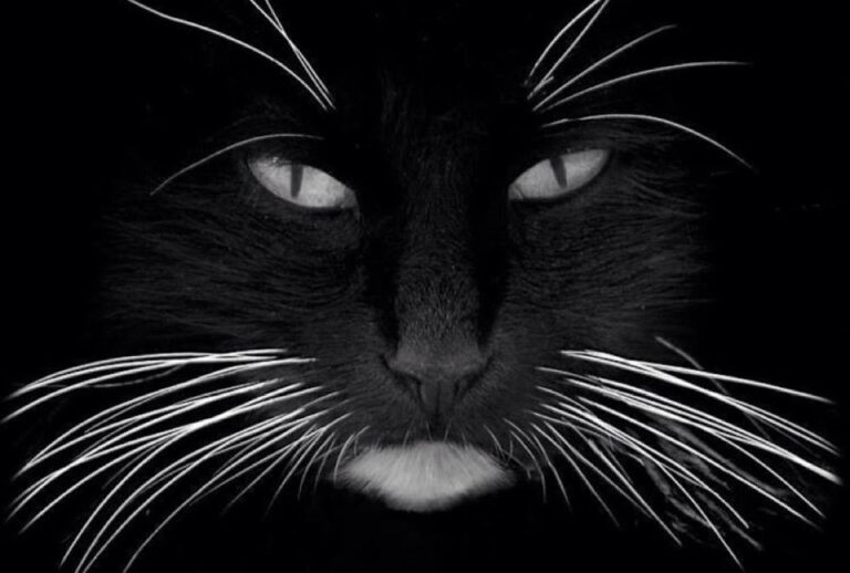 Black are so beautiful…..and what fabulous whiskers!