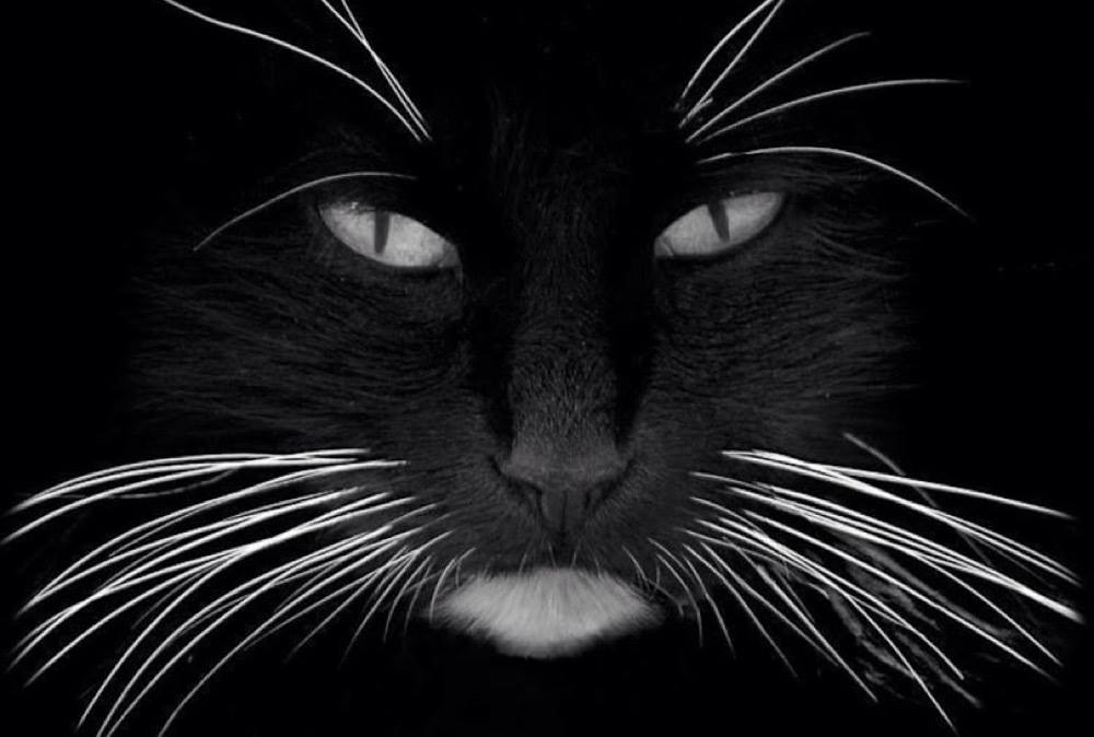 Black are so beautiful…..and what fabulous whiskers!