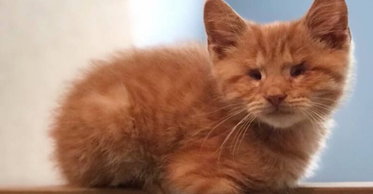 Blind Cat Who Was Almost Put Down Celebrates His Rescue Anniversary –