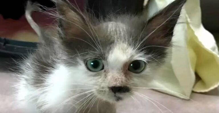 Bunny the Foster Kitten’s Amazing Transformation – We Love Cats and