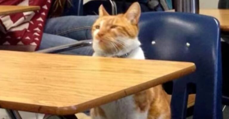 Campus Cat Has His Own Student ID Card – We Love Cats and Kittens