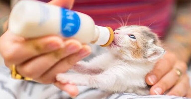 Caring for Orphan Kittens…SUPER FAST! – We Love Cats and Kittens