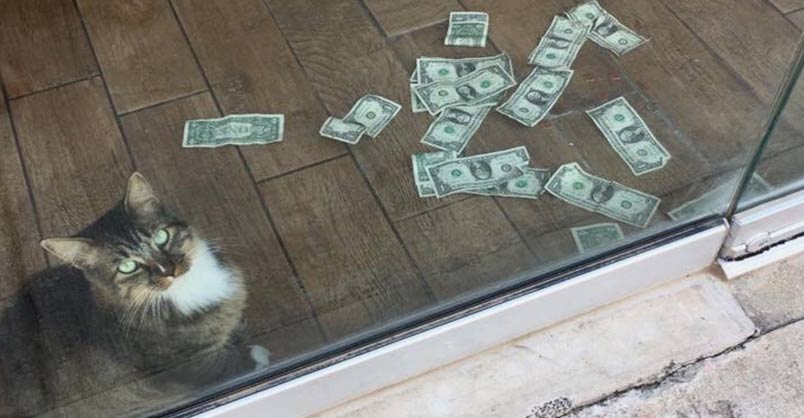 Cashnip Kitty ‘Stealing’ Money To Help Homeless – We Love Cats and