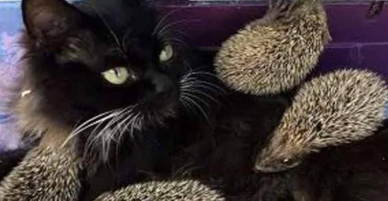 Cat Becomes Foster Mama to Eight Baby Hedgehogs – We Love Cats and