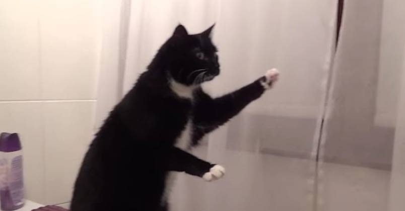 Cat Discovers the Mirror in the Bathroom and Strikes Hilarious Poses