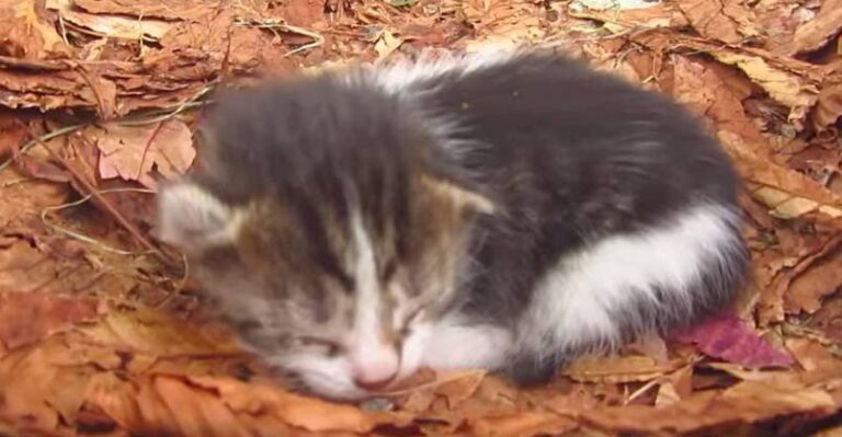Cat Gave Birth to a Kitten Under a Chestnut Tree – We Love Cats and