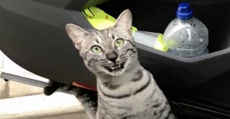 Cat Has Funny Reaction When He Bumps Into Owner Quarter Mile From