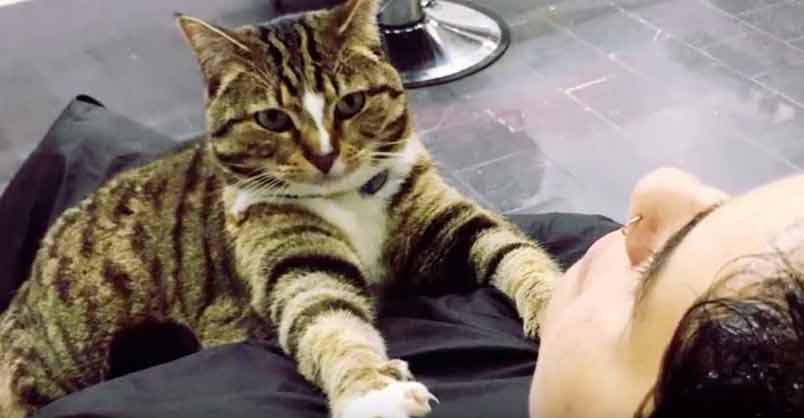 Cat Helps Her Human Run Hair Salon and Never Takes a Day Off – We