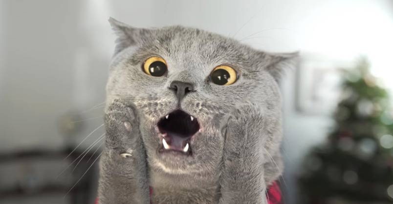 Cat Left Home Alone – We Love Cats and Kittens