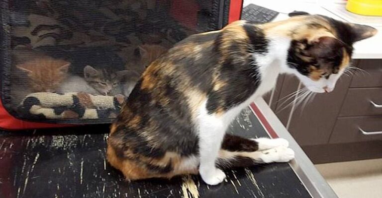 Cat Left Paralysed By Man Drags Herself To Where She Left Her Kittens