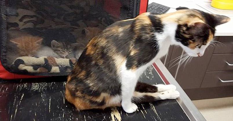 Cat Left Paralysed By Man Drags Herself To Where She Left Her Kittens