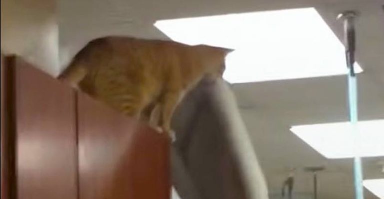 Cat Makes CRAZY Jump With Bed — And Sticks The Landing - We Love Cats and Kittens
