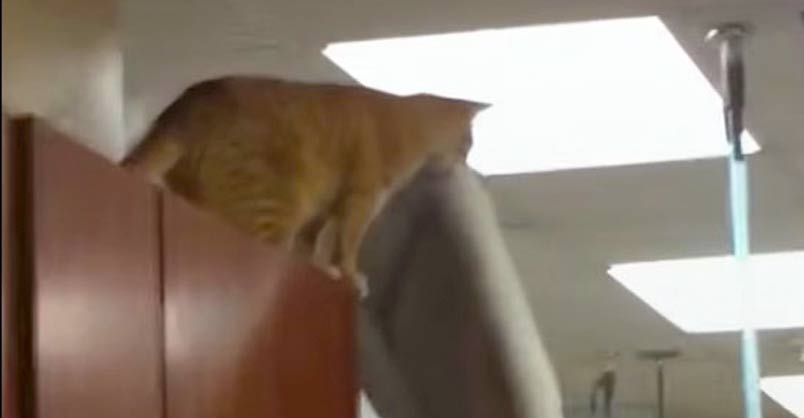 Cat Makes CRAZY Jump With Bed — And Sticks The Landing – We Love Cats