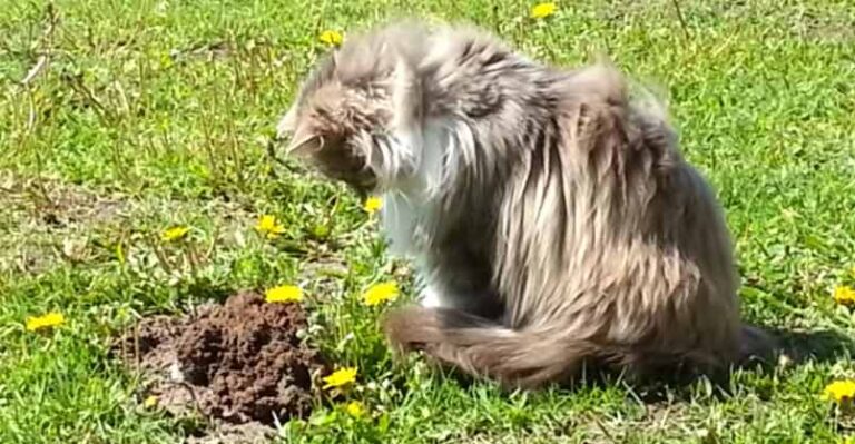Cat Meets Mole and Does An Unexpected Thing – We Love Cats and Kittens