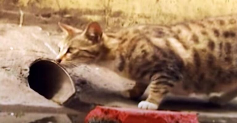 Cat Mom Waits For Rescuers To Save Her Kitten – We Love Cats and