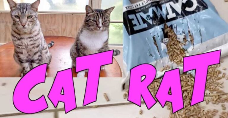Cat Rat – Thug Life – We Love Cats and Kittens