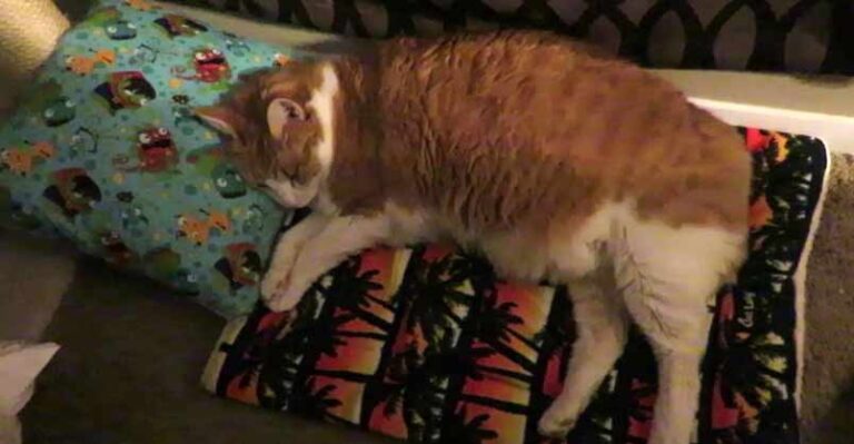 Cat Reacts To A Pillow I Made Him – We Love Cats and Kittens