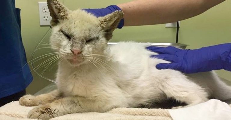Cat Regains His Sight and Surprises Rescuers With His Beautiful Eyes - We Love Cats and Kittens