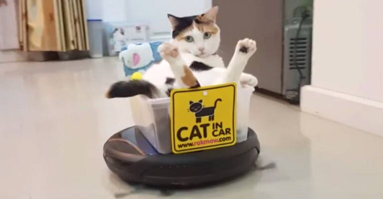 Cat Rides Roomba Like a Boss – We Love Cats and Kittens