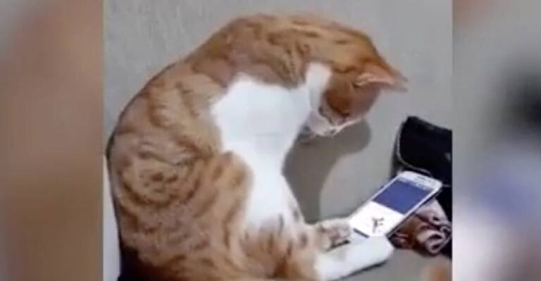 Cat Sees Video of Owner Who Passed, What He Did Next Will Melt Your