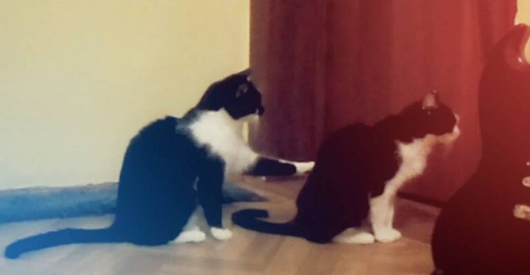 Cat Tries to Apologize