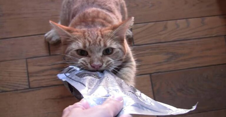 Cat Turns Treat Monster – crazy for those cat treats!