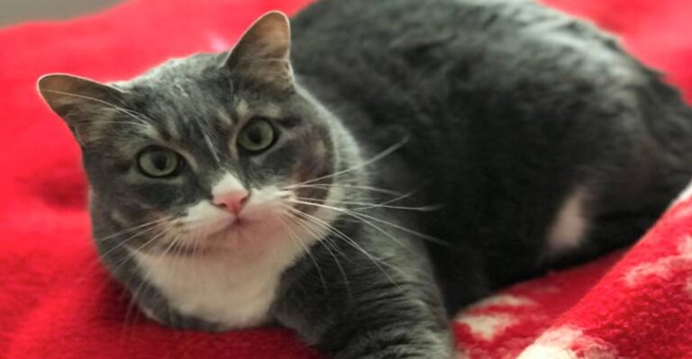 Cat Wakes Up Family After Her Owner Has A Heart-Attack – We Love Cats