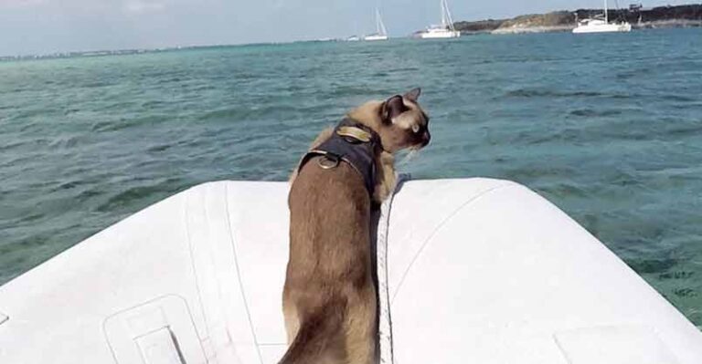 Cat Who Lives On A Boat Loves Visiting New Places – We Love Cats and