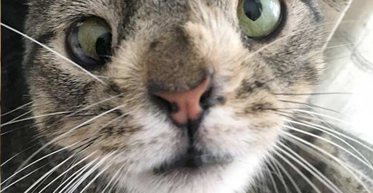 Cat With Chromosome Disorder Never Lets Her Differences Hold Her Back