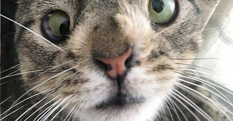 Cat With Chromosome Disorder Never Lets Her Differences Hold Her Back