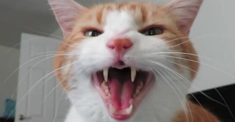 Cat Won’t Stop Meowing Until His Human Wakes Up – We Love Cats and