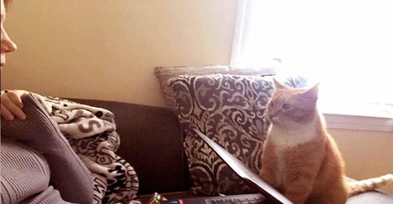 Cat Won’t Stop Staring At His Mom After Giving Him Forever Home – We