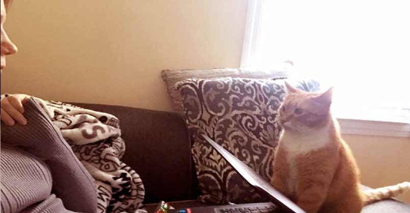 Cat Won’t Stop Staring At His Mom After Giving Him Forever Home – We