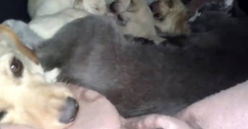 Cat and Dog Share Shelter to Keep Their Babies Warm Together – We