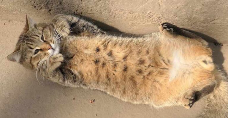 Cat is So Hungry That After Breakfast He is Happy – We Love Cats and