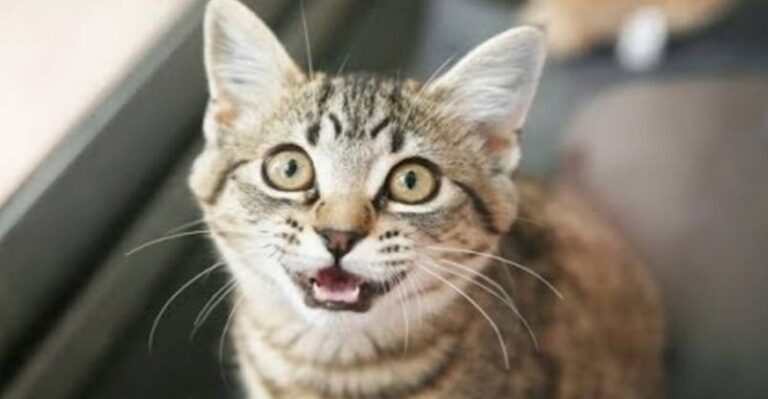 Cats Talking and Arguing With Their Humans – We Love Cats and Kittens